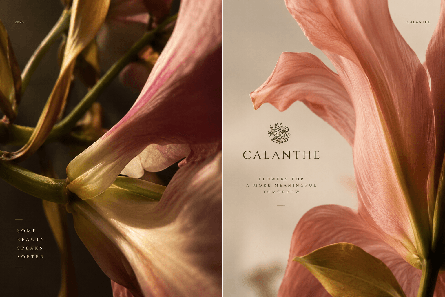 Calanthe